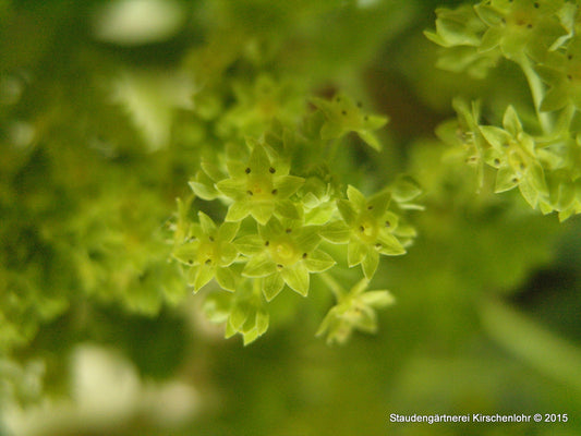 Alchemilla mollis