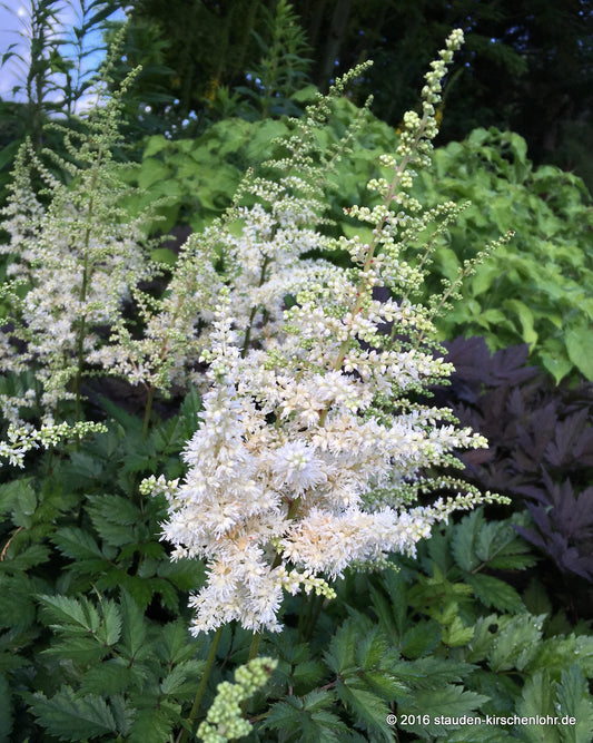 Astilbe chinensis 'Vision in White' ®