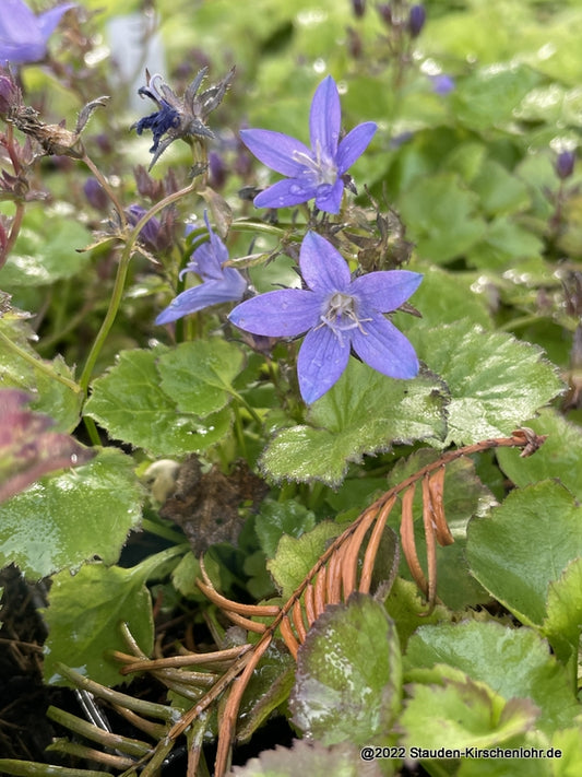 Campanula poscharskyana 'Trollkind'