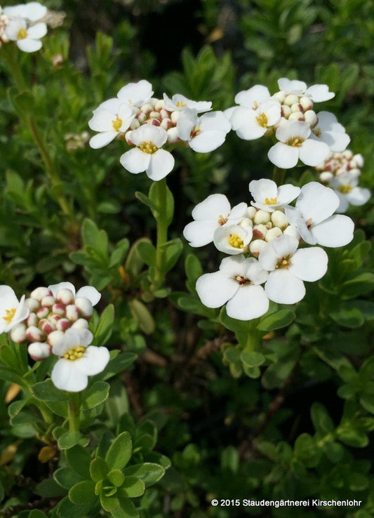 Iberis sempervirens 'Snowflake'