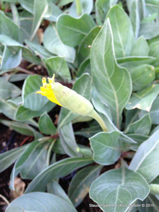 Oenothera macrocarpa subsp. incana