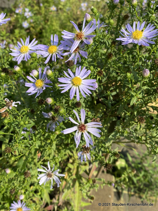 Symphyotrichum x versicolor 'Altweibersommer'