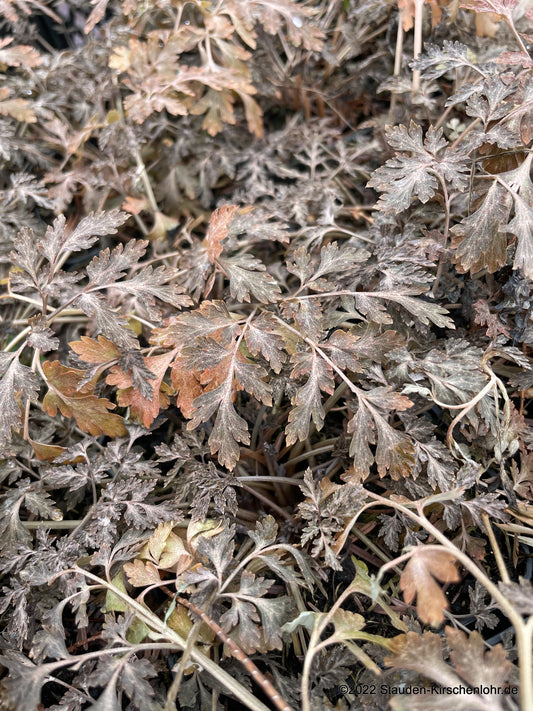 Corydalis petrophila