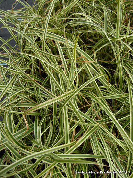 Carex oshimensis 'Everest' ®