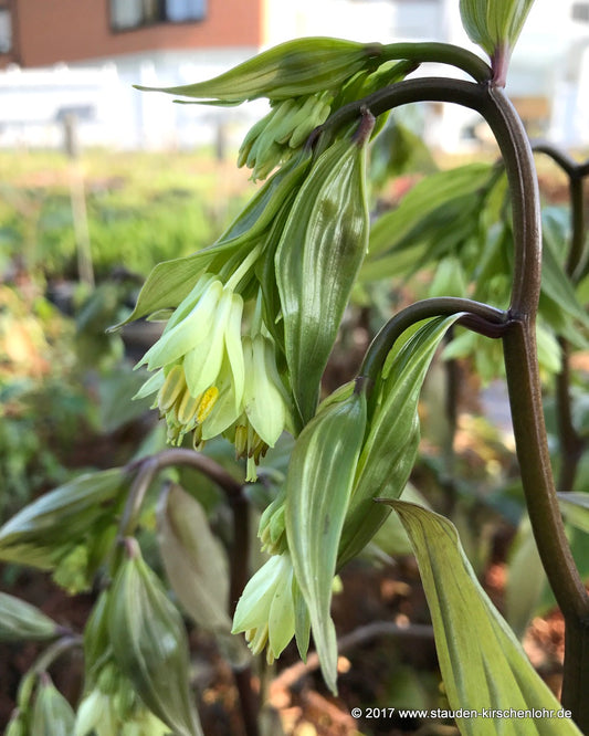 Disporum megalanthum