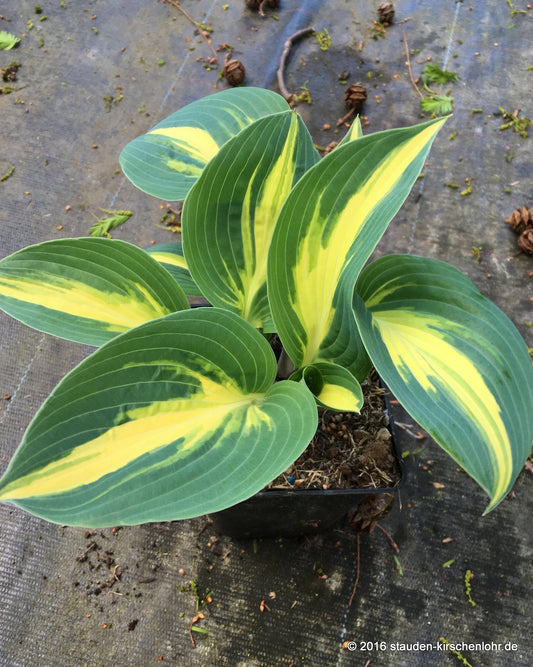 Hosta 'Timeless Beauty'