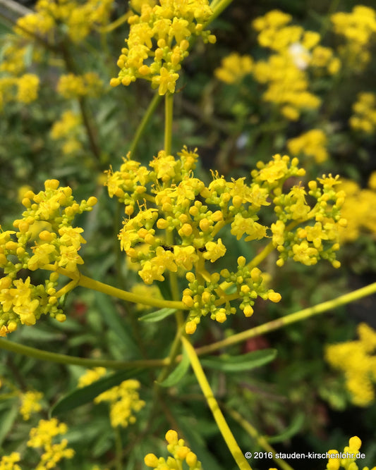 Patrinia scabiosifolia