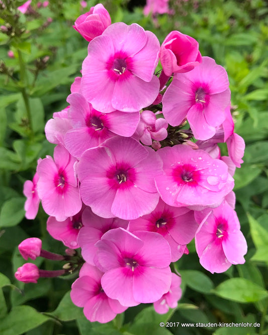 Phlox paniculata 'Fondant Fancy' ®