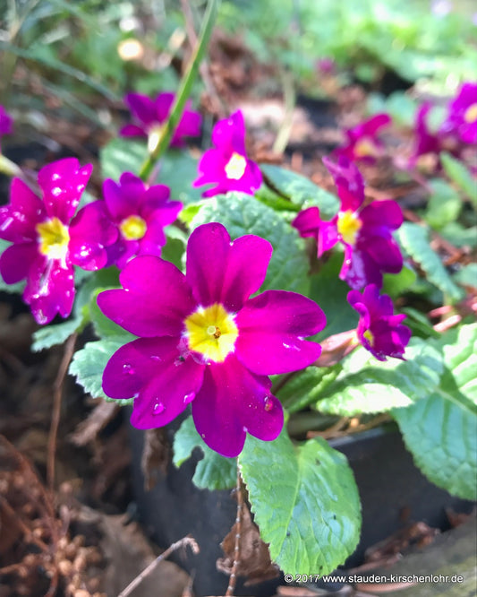Primula (Pruhonicensis-Group) 'Dr. van Vlenthen'