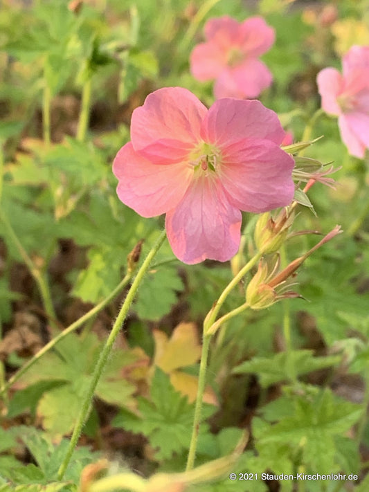 Geranium x oxonianum 'Wageningen'