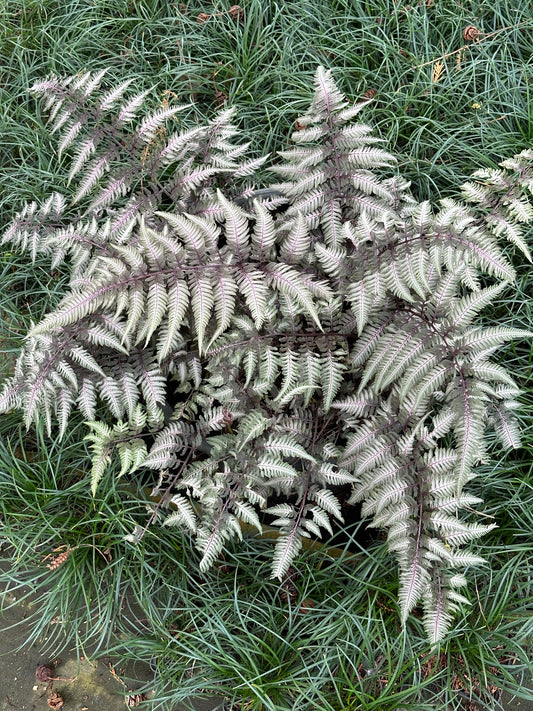 Athyrium niponicum var. pictum 'Pewter Lace' ®