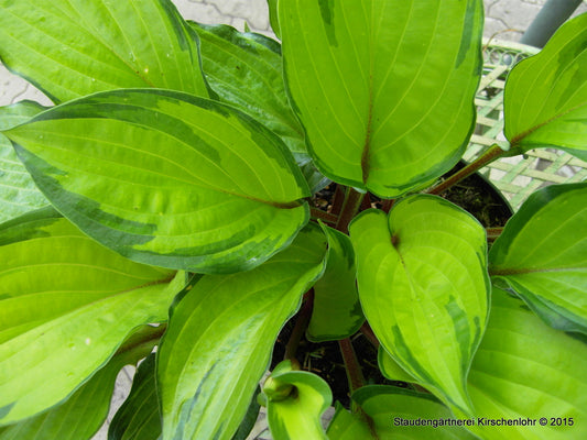 Hosta 'Volcano Island' ®