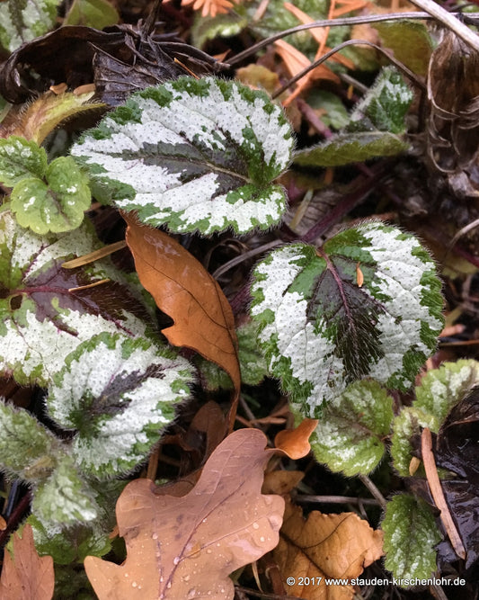 Lamium argentatum