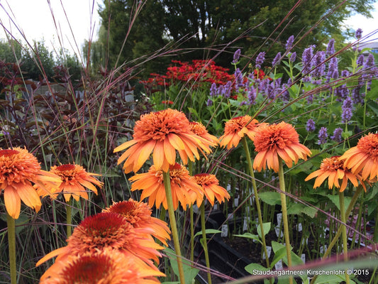 Echinacea 'Cantaloupe' ®