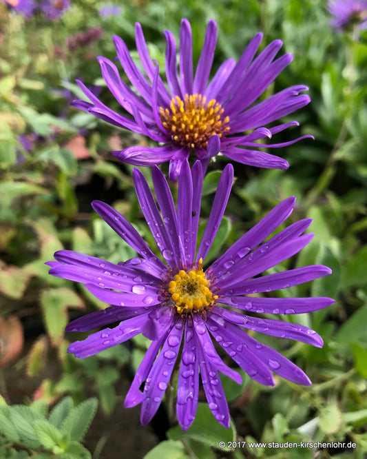 Aster amellus 'Blue King'