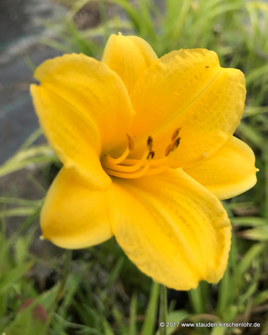 Hemerocallis 'Pizza'