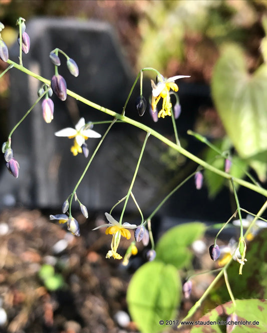 Epimedium myrianthum