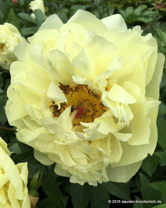 Paeonia 'Lemon Chiffon'