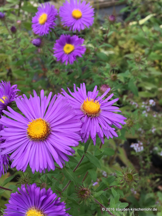 Symphyotrichum novae-angliae 'Barr´s Blue'