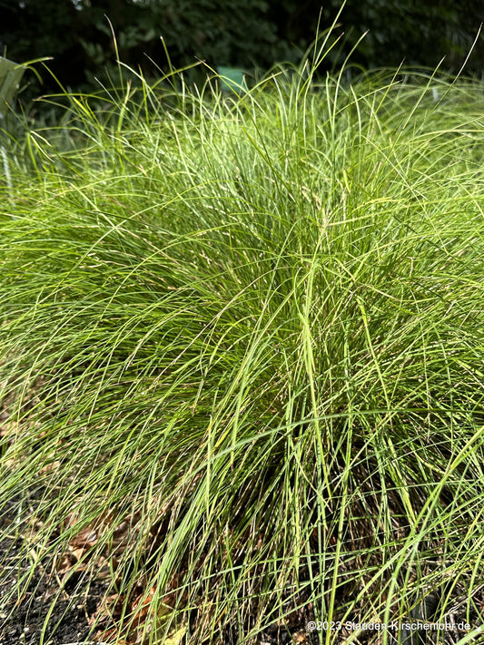 Carex temnolepis
