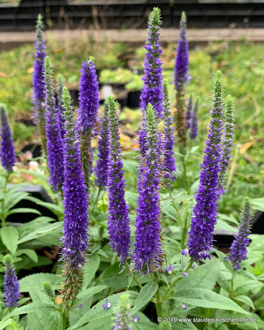 Veronica spicata 'Ulster Blue Dwarf'