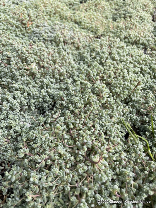Sedum dasyphyllum 'Lilac Mound'