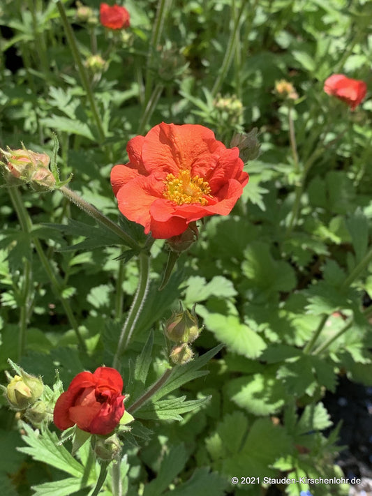 Geum 'Scarlet Tempest' ®