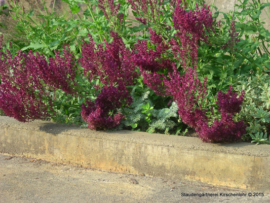Salvia nemorosa 'Schwellenburg'