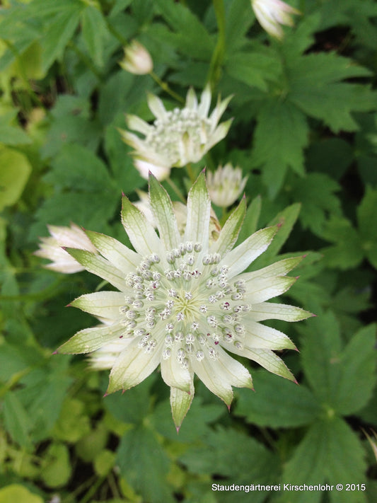 Astrantia major 'Madeleine van Bennekom'