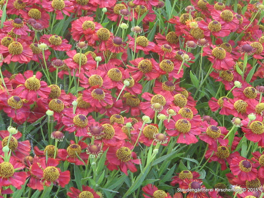 Helenium 'Rubinzwerg'