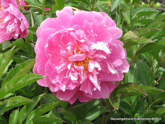 Paeonia 'Monsieur Jules Elie'