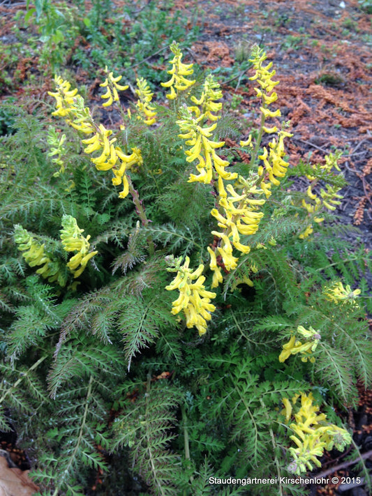 Corydalis cheilanthifolia