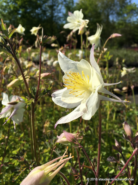 Aquilegia caerulea 'Kristall'