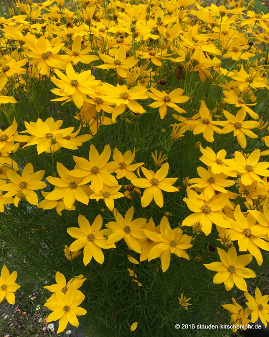 Coreopsis verticillata 'Grandiflora'