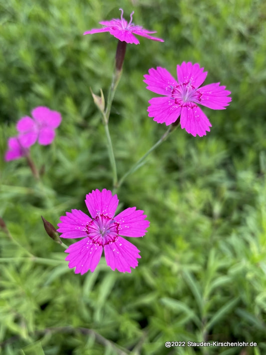 Dianthus deltoides 'Roseus'
