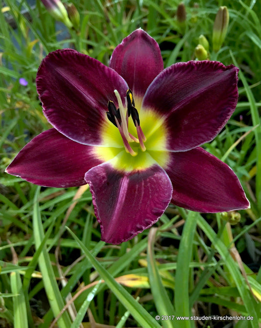Hemerocallis 'Bela Lugosi'