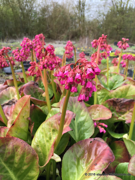 Bergenia 'Borodin'