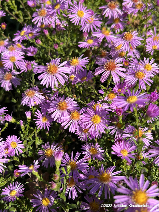 Symphyotrichum dumosum 'Rozika