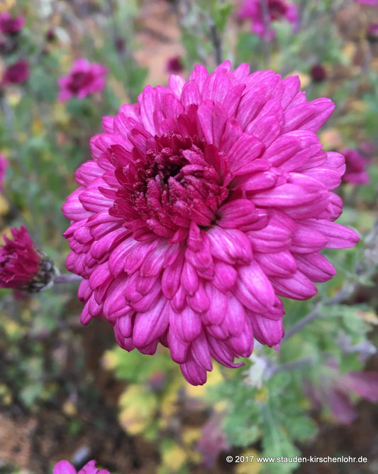 Chrysanthemum 'Feuerzauber'