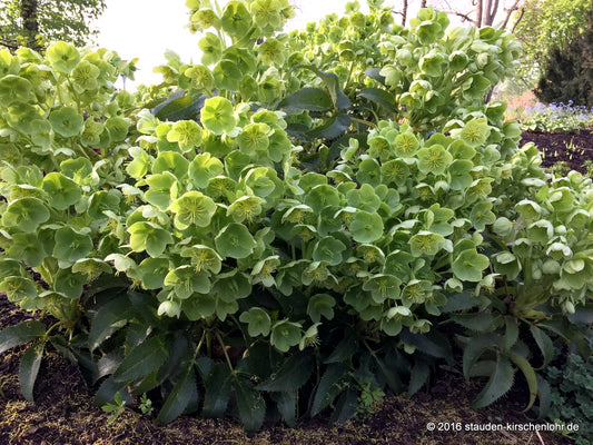 Helleborus argutifolius