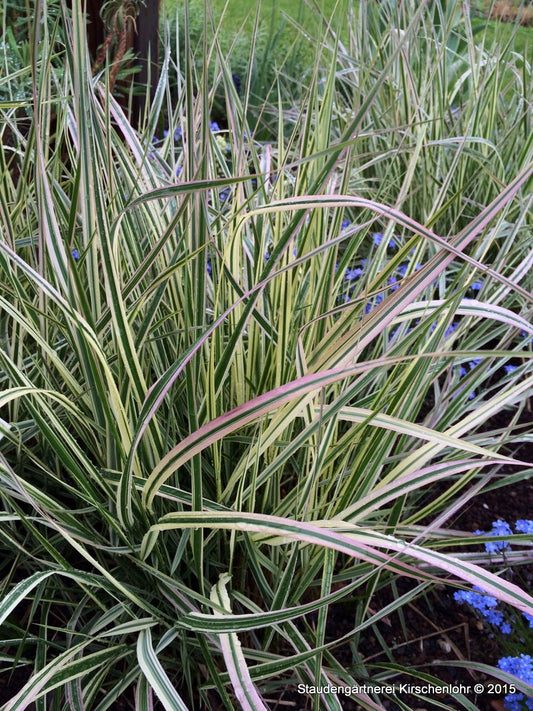 Calamagrostis x acutiflora 'Overdam'