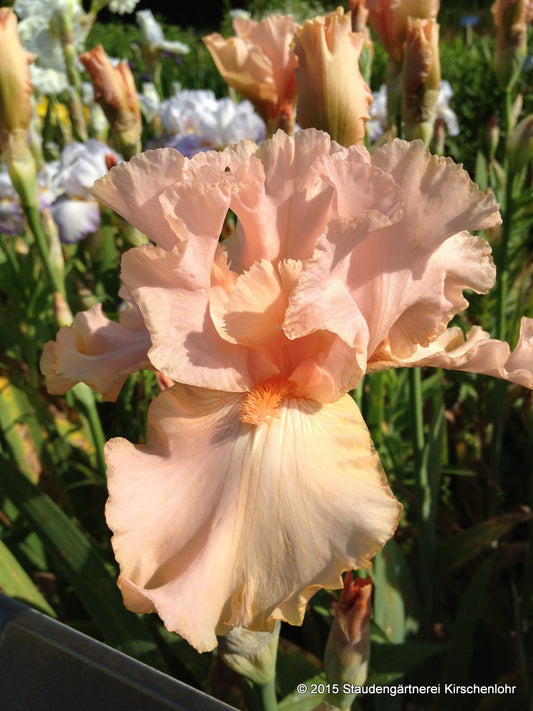 Iris barbata-elatior 'Buisson de Roses'