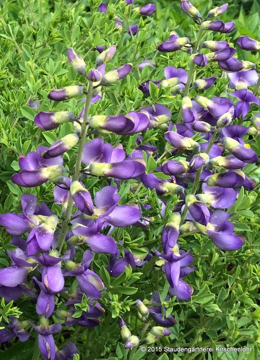 Baptisia australis var. minor