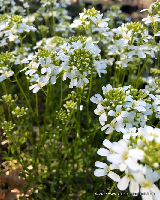 Arabis procurrens 'Filigran'