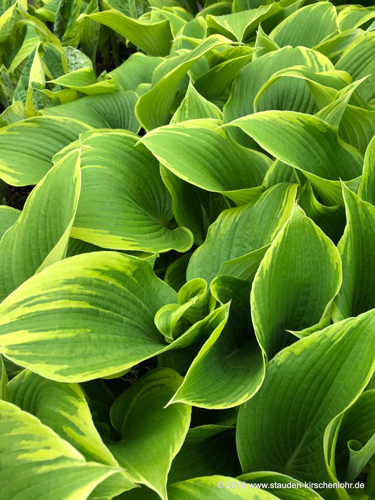 Hosta 'Lakeside April Snow'