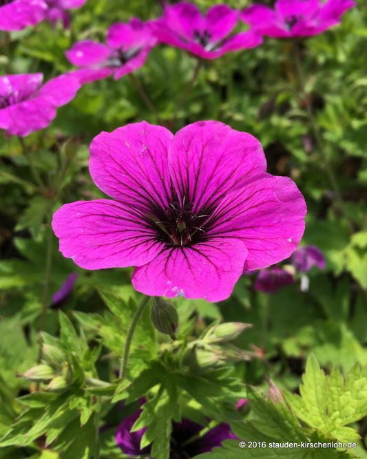 Geranium 'Matu Vu' JS®