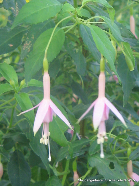 Fuchsia 'Whiteknights Pearl'