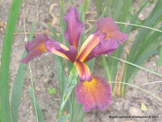 Iris spuria 'Countess Zeppelin'