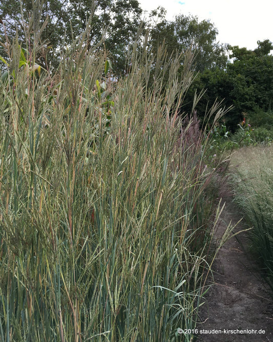 Andropogon gerardi 'Yellow Arrow' JS ®