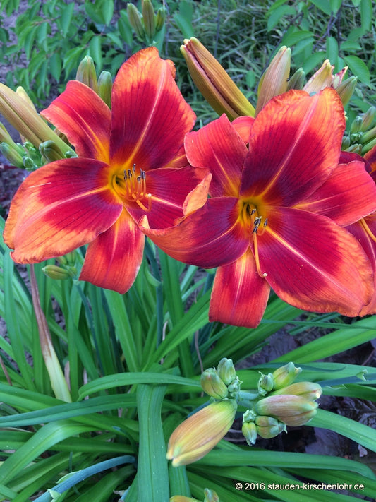 Hemerocallis 'Outrageous'